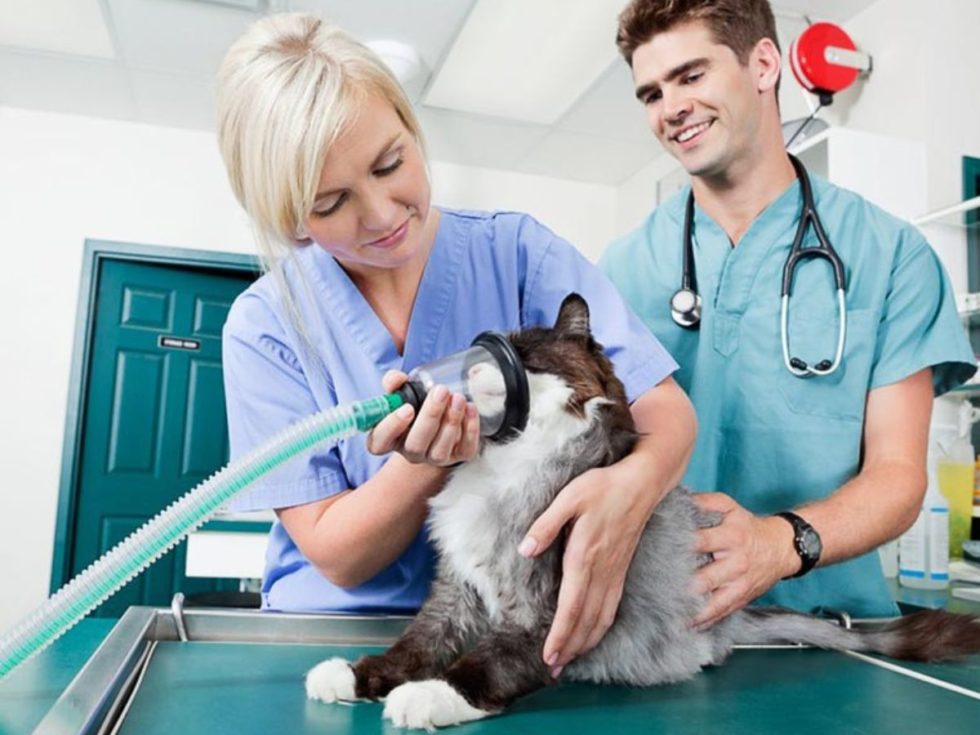 Best Vet Hospital In Lynchburg, VA | Animal Emergency