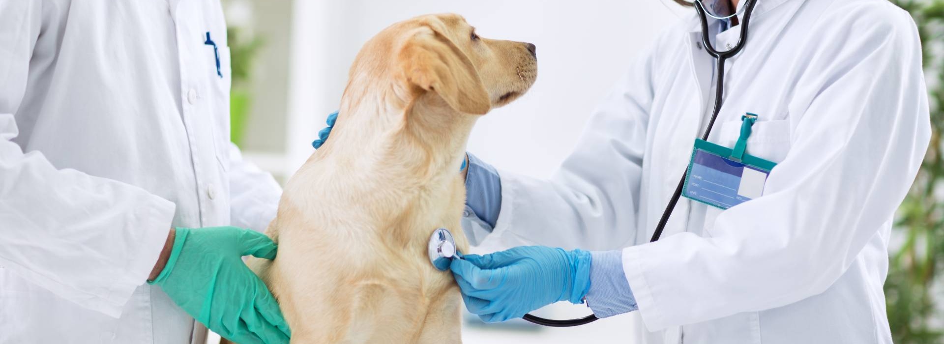 Complete InHouse Laboratory In Lynchburg, VA 24501 Animal Emergency