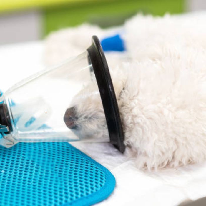 Pet Oxygen Therapy