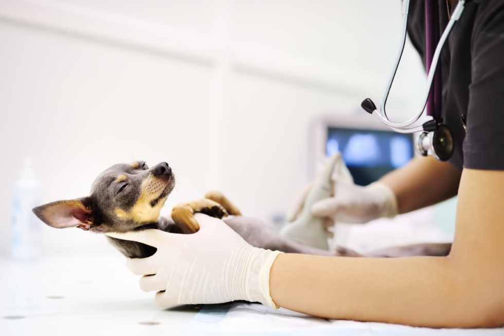 Best Vet Hospital In Lynchburg, VA Animal Emergency